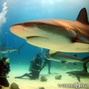 foto de buceo