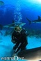 foto de buceo