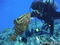 foto de buceo