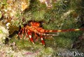foto de buceo