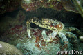 foto de buceo