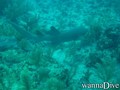 foto de buceo