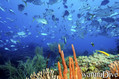 foto de buceo