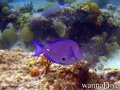 foto de buceo