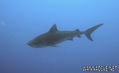 foto de buceo