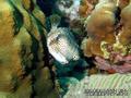 foto de buceo