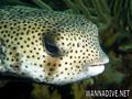 foto de buceo