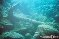 foto de buceo