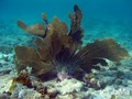 foto de buceo
