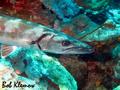 foto de buceo