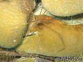 foto de buceo
