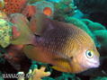 foto de buceo