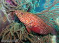foto de buceo