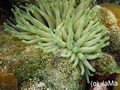 foto de buceo