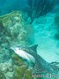 foto de buceo