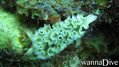 foto de buceo