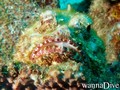 foto de buceo