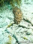 foto de buceo
