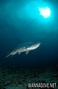 foto de buceo