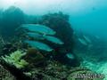 foto de buceo