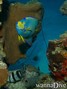 foto de buceo