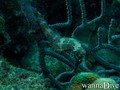 foto de buceo