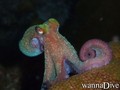 foto de buceo