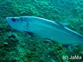 foto de buceo