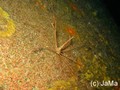 foto de buceo
