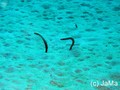 foto de buceo