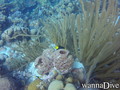 foto de buceo