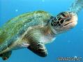 foto de buceo