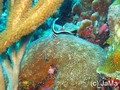 foto de buceo