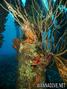 foto de buceo