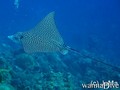 foto de buceo