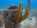 foto de buceo