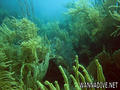 foto de buceo