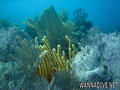 foto de buceo