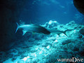 foto de buceo