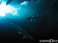 foto de buceo