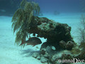 foto de buceo
