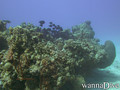foto de buceo