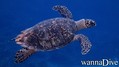 foto de buceo