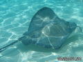 foto de buceo