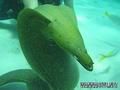 foto de buceo