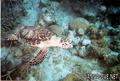 foto de buceo