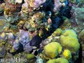 foto de buceo