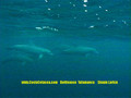 foto de buceo