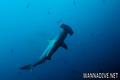 foto de buceo