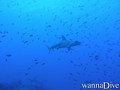 foto de buceo